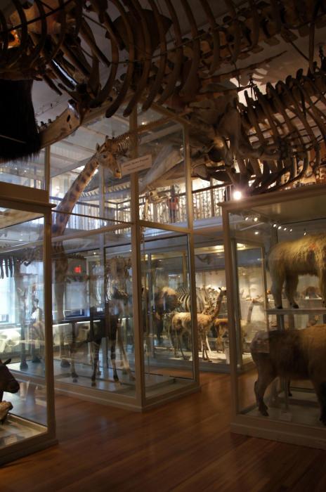 Harvard Museum of Natural History (49).JPG
