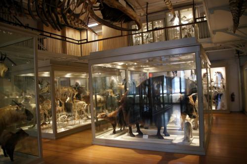 Harvard Museum of Natural History (50).JPG