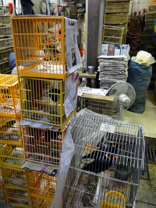 Bird market - Kowloon (12).JPG