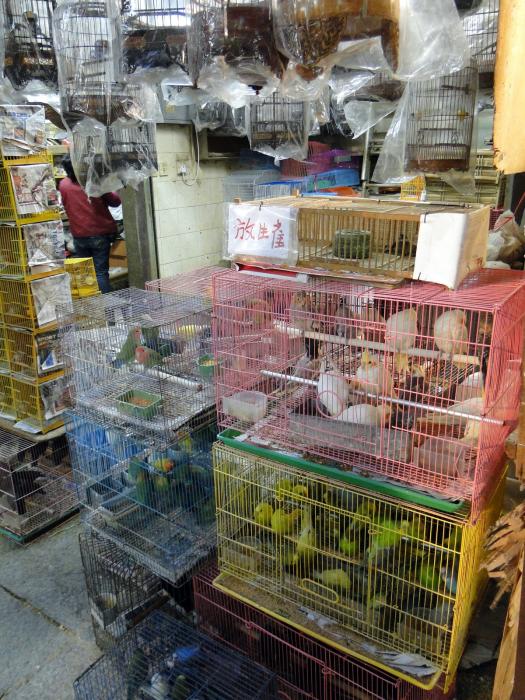 Bird market - Kowloon (4).JPG