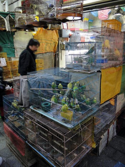 Bird market - Kowloon (7).JPG