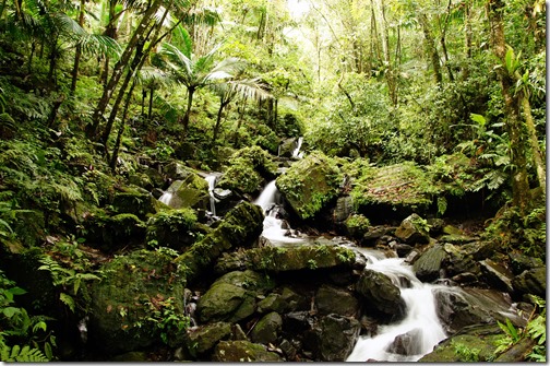 El Yunque Rain Forest-002