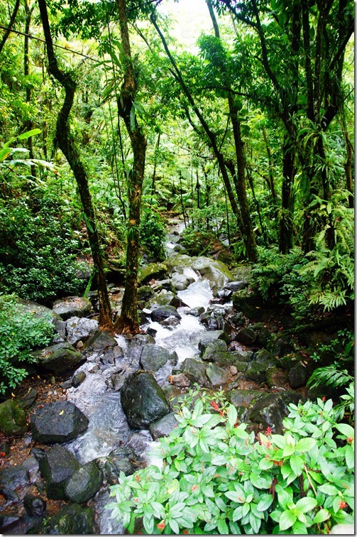El Yunque Rain Forest-012