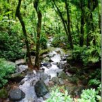 El Yunque National Rain Forest Day Trip: Puerto Rico
