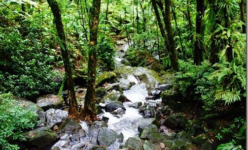 rp_El-Yunque-Rain-Forest-012_thumb