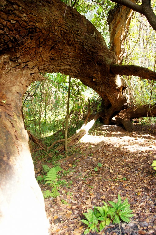 Kanapaha Botanical Gardens : Gainesville, Florida  Visions of Travel