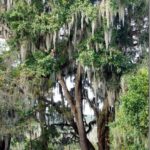 Kanapaha Botanical Gardens : Gainesville, Florida