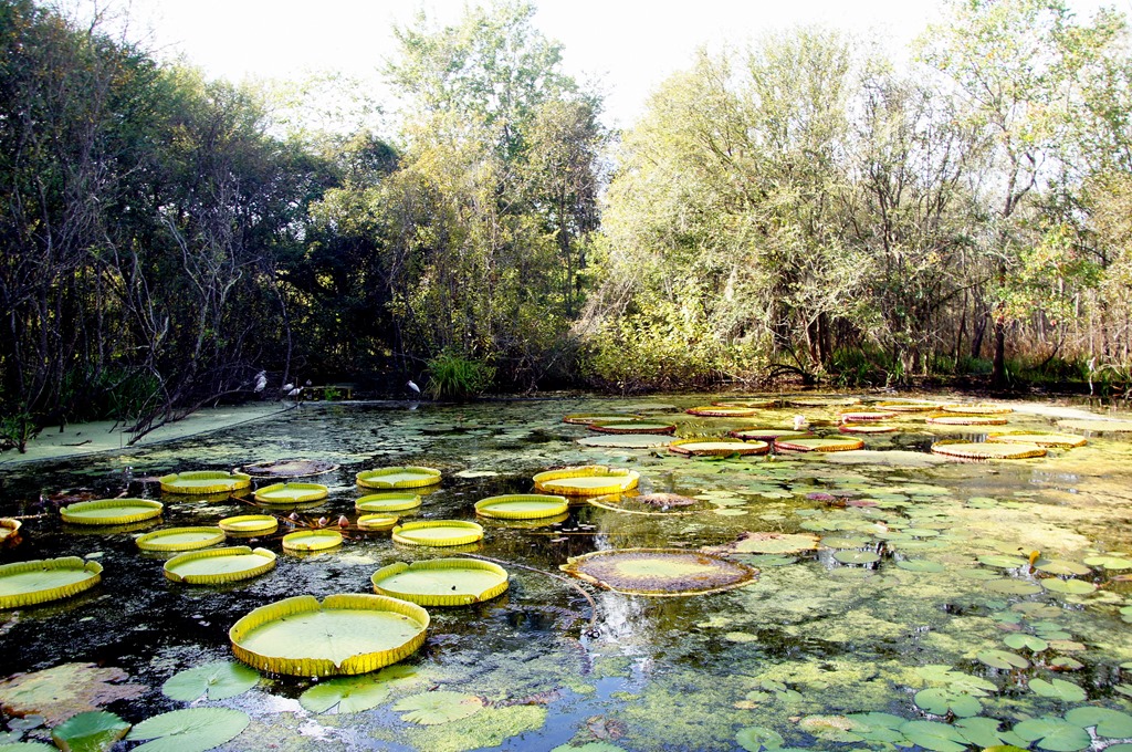 Kanapaha Botanical Gardens : Gainesville, Florida | Visions of Travel