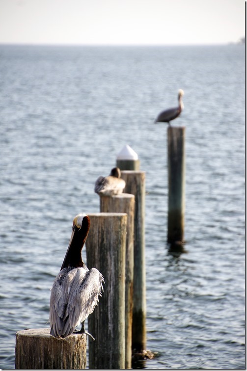 Saint Petersburg Pier (6)