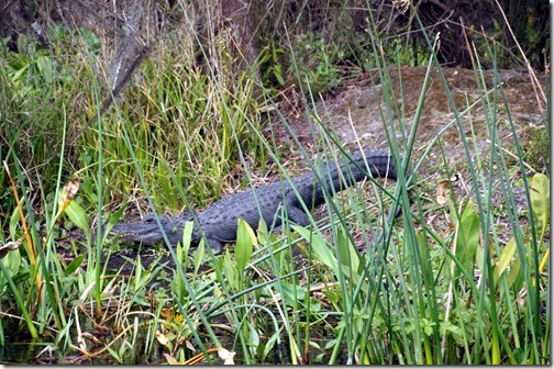 Wakulla Springs Tallahassee Florida (56)