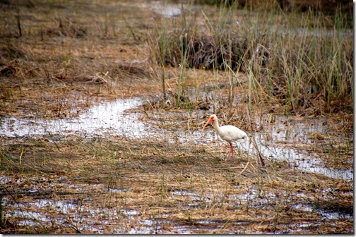 The Everglades - Florida (20)