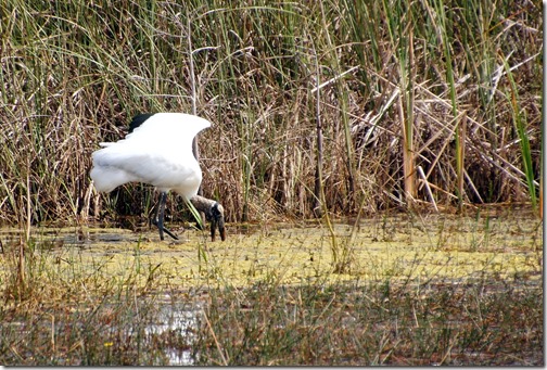 The Everglades - Florida (29)