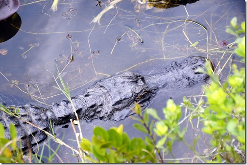 The Everglades - Florida (44)