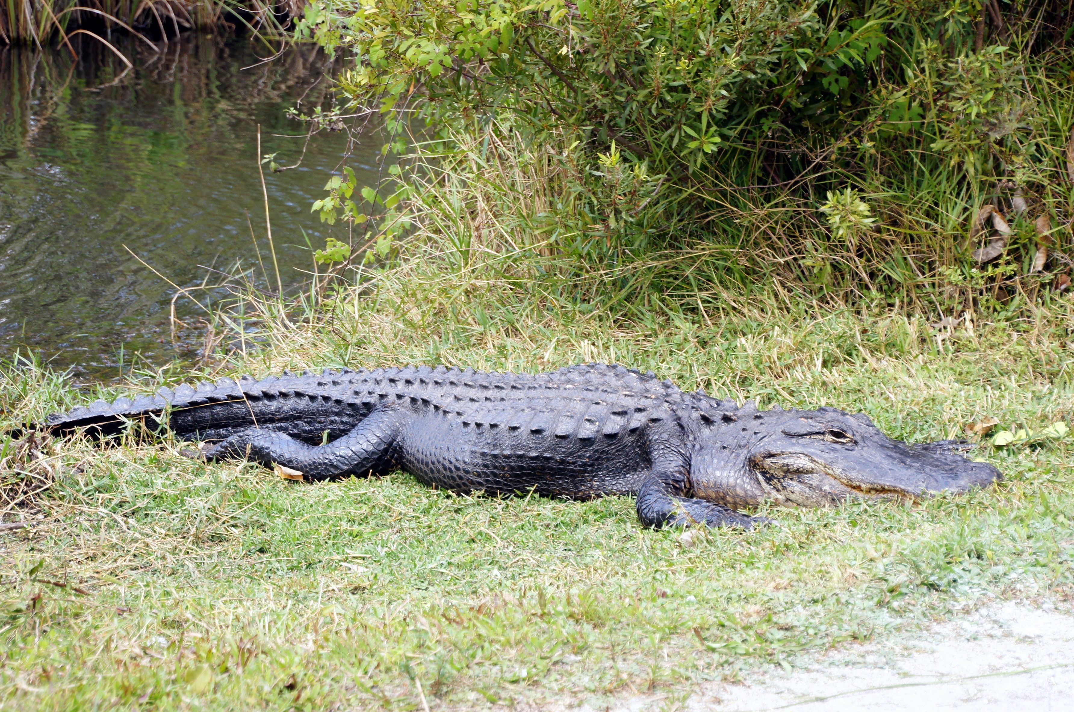 alligator tour everglades
