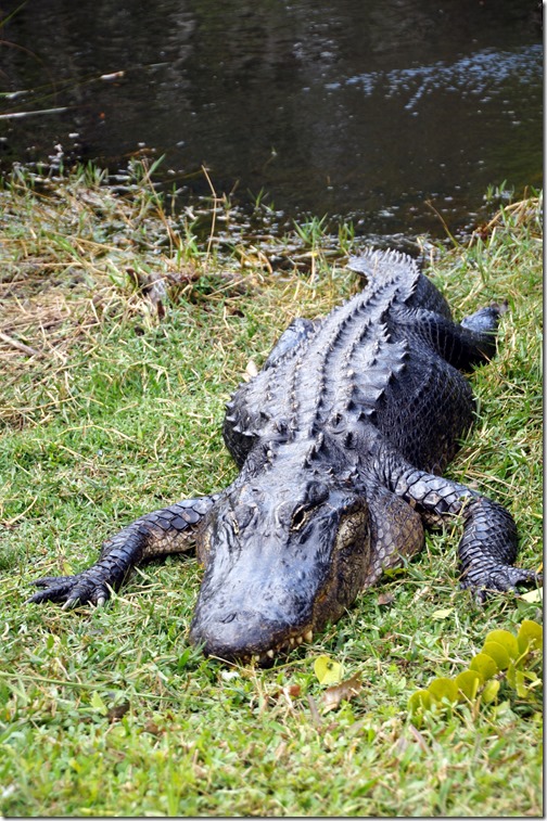 The Everglades - Florida (59)