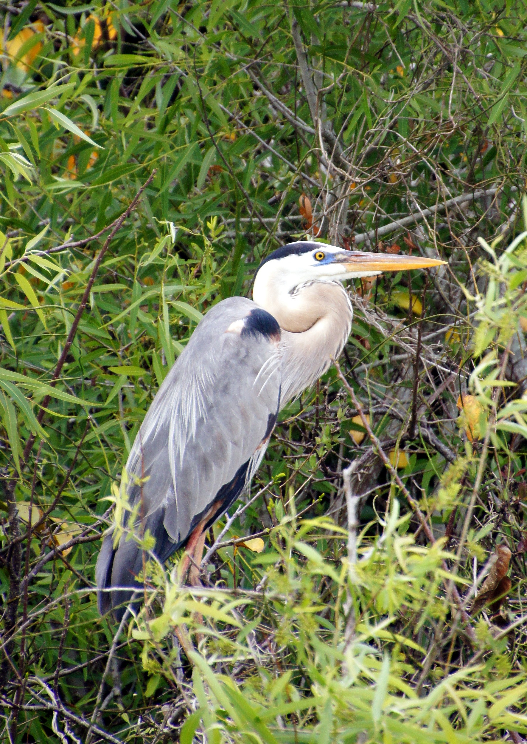 Everglades Birds