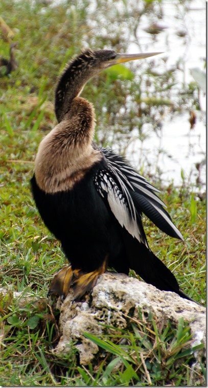 The Everglades - Florida (69)