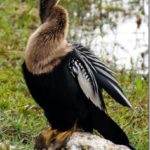 Birds of the Everglades : Southern Florida