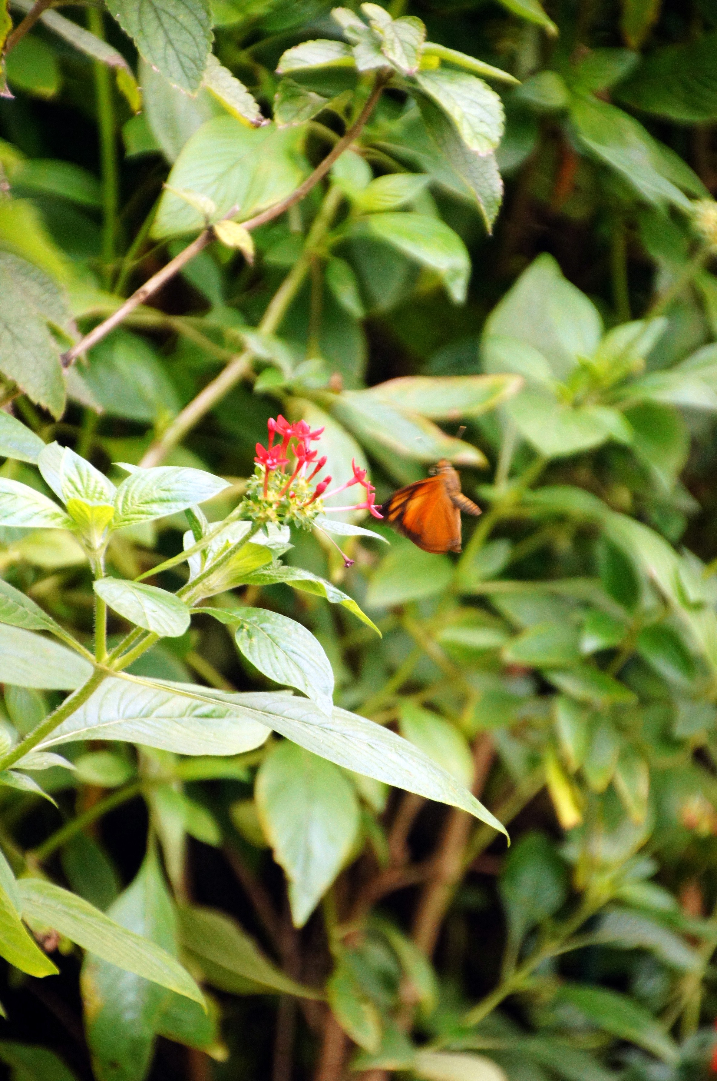 Butterflies at Fairchild Tropical Botanical Gardens : Miami | Visions