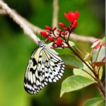 Butterflies at Fairchild Tropical Botanical Gardens : Miami