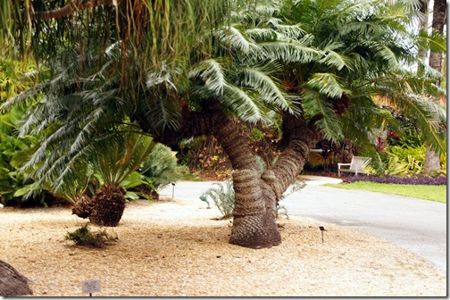 Fairchild Tropical Botanical Gardens - Miami (41)