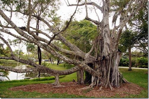 Fairchild Tropical Botanical Gardens - Miami (90)