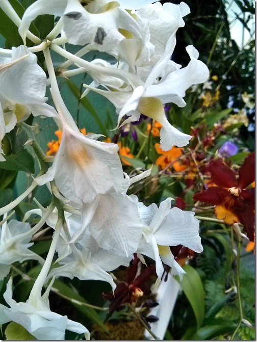 Conservatory of Flowers - Golden Gate Park - San Francisco (6)