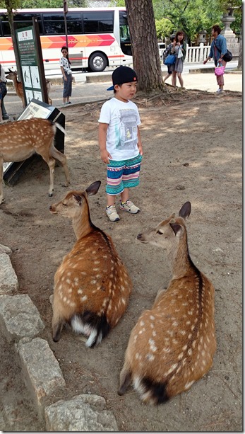 Deer Nara Park Japan (14)