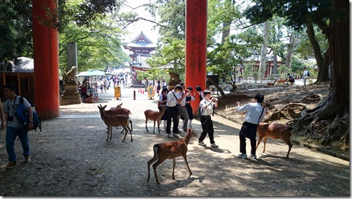Deer Nara Park Japan (15)