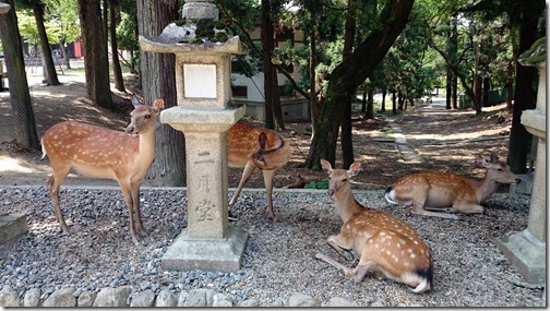 Deer Nara Park Japan (16)