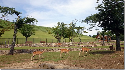 Deer Nara Park Japan (17)