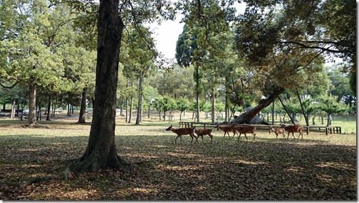 Deer Nara Park Japan (19)