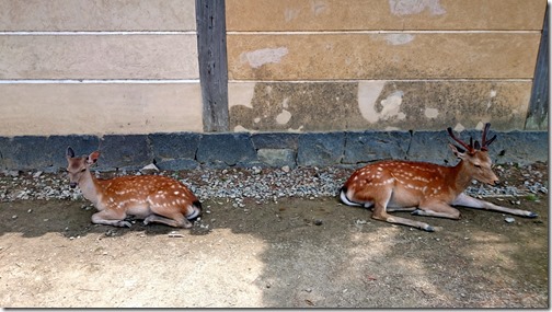 Deer Nara Park Japan (1)