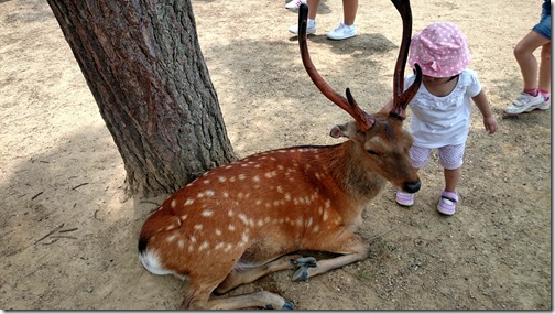 Deer Nara Park Japan (2)