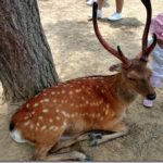Deer of the Ancient Capital : Nara Park – Japan