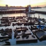 Sea Lions at Pier 39 : Fisherman’s Wharf San Francisco
