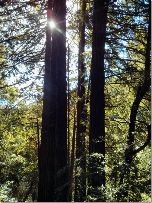 Redwood Regional Park - Oakland California-003