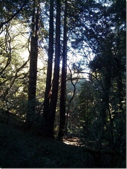Redwood Regional Park - Oakland California-005