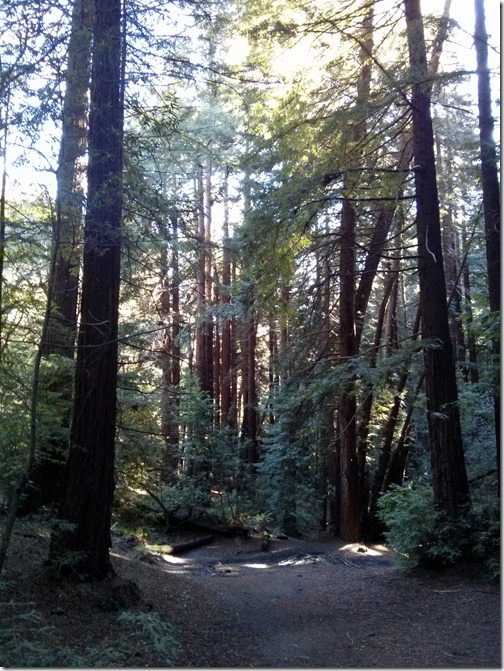 Redwood Regional Park - Oakland California-006