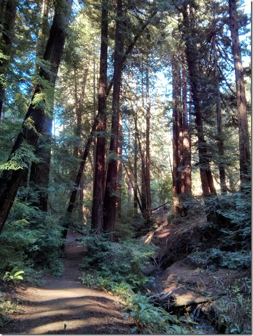 Redwood Regional Park - Oakland California-007