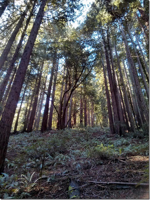 Redwood Regional Park - Oakland California-009