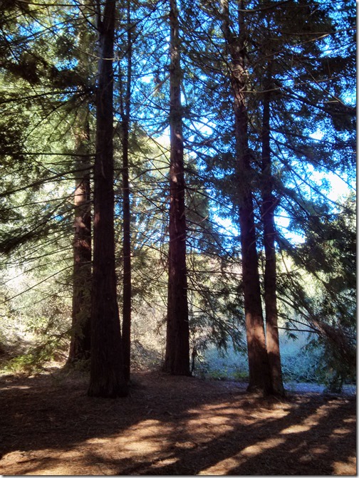 Redwood Regional Park - Oakland California-011