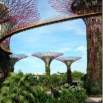 Gardens by the Bay – Super trees Grove & Skyway : Singapore