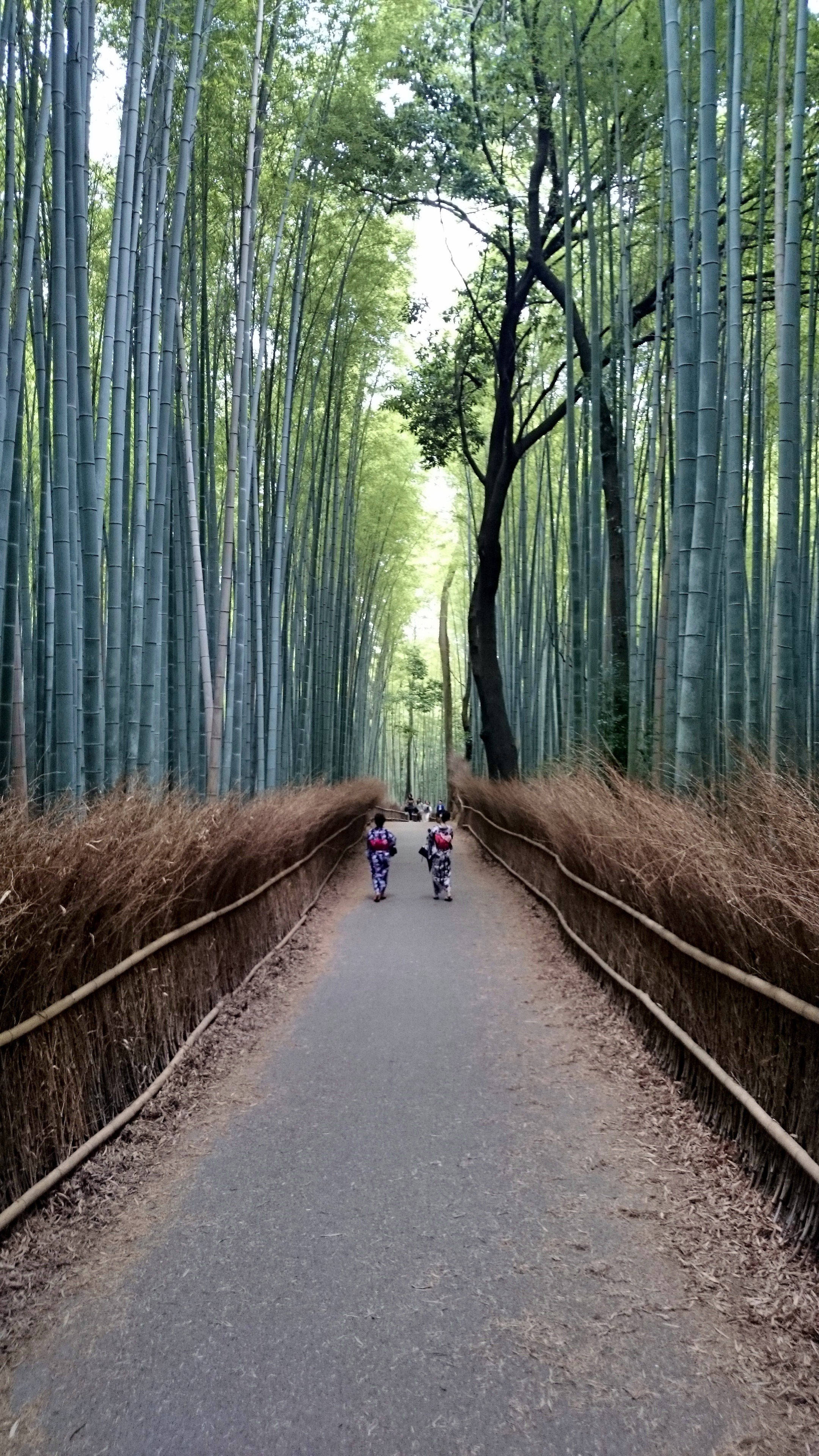 Bamboo Forest Gorgeous Walks Arashiyama Kyoto Visions Of Travel