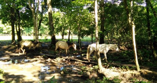 Horseback riding and hotsprings -Boquete Panama (4)