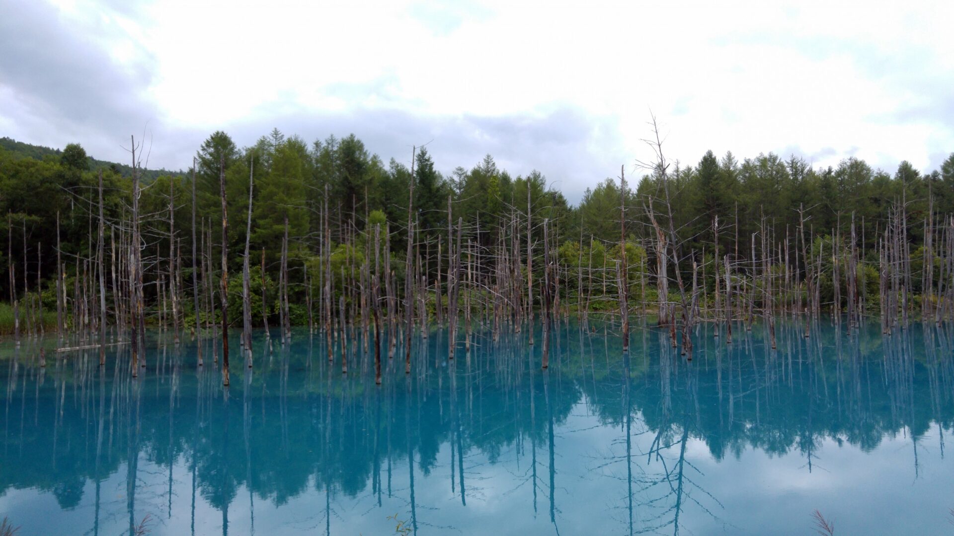 Blue Pond Aoiike : Biei Hokkaido | Visions of Travel