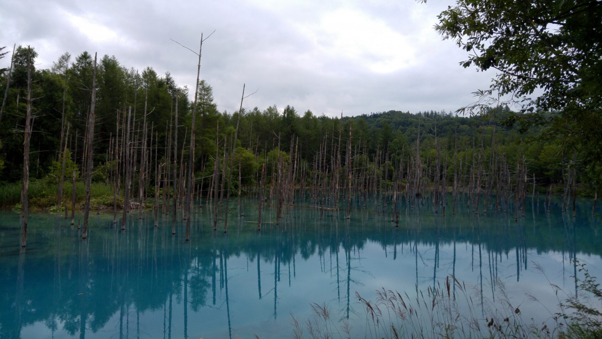 Blue Pond Aoiike : Biei Hokkaido | Visions of Travel