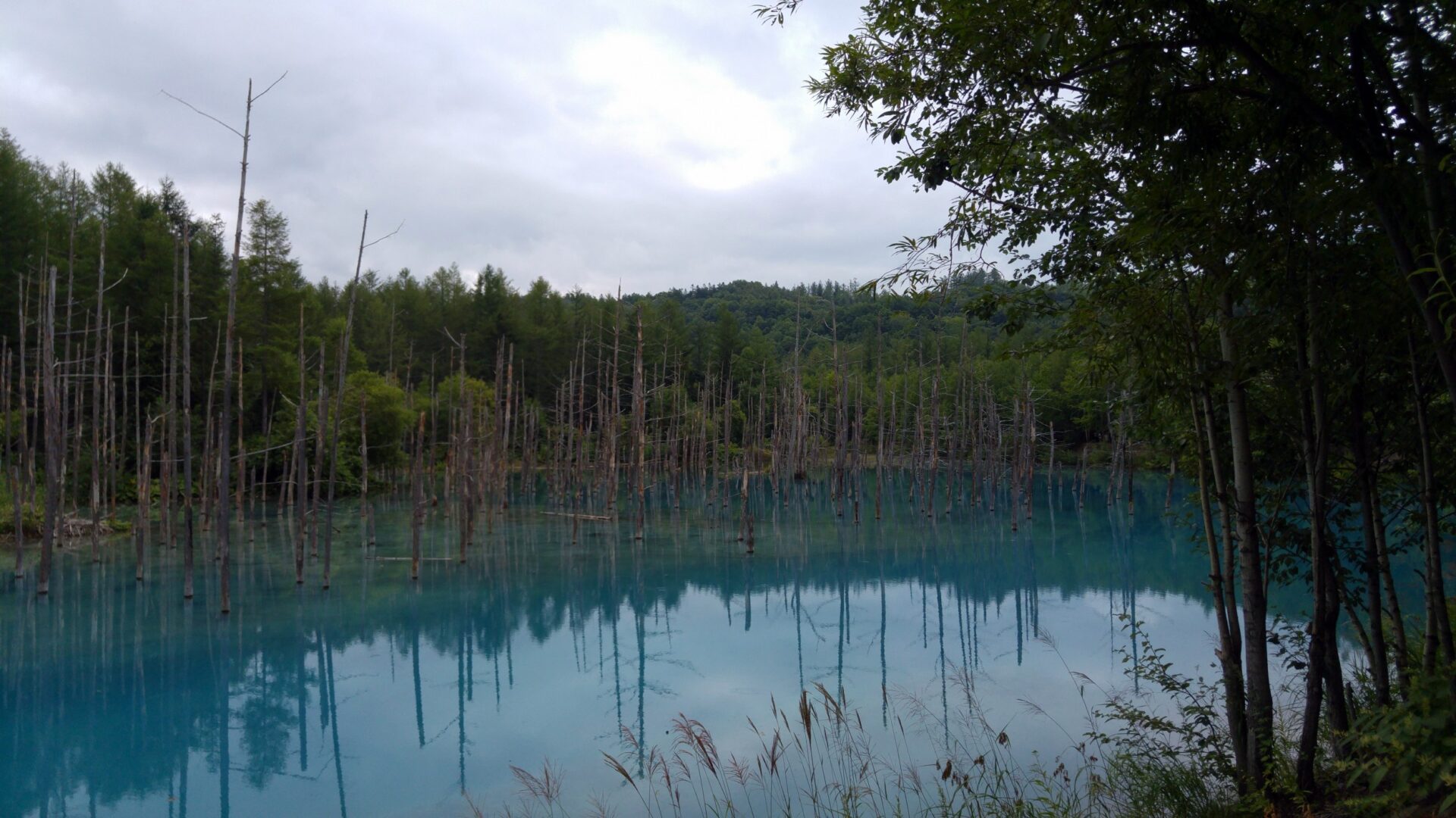 Blue Pond Aoiike : Biei Hokkaido | Visions of Travel