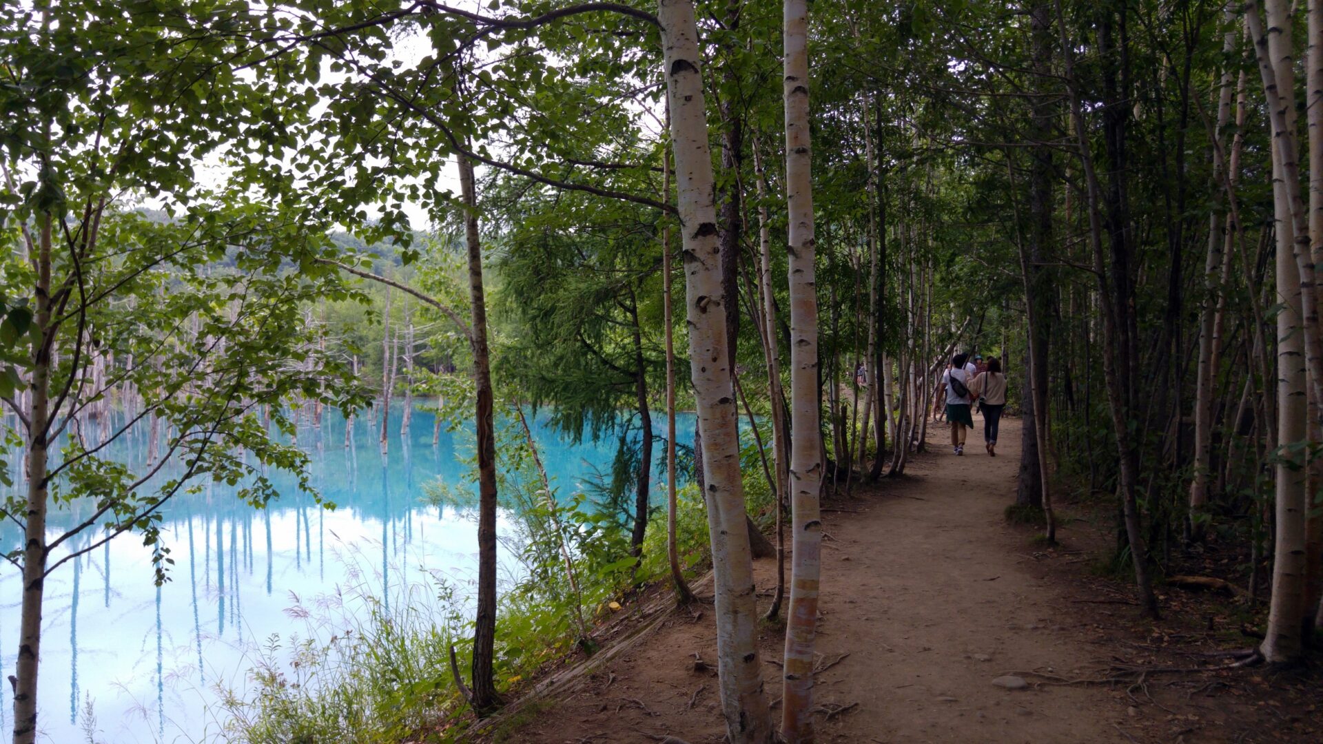 Blue Pond Aoiike : Biei Hokkaido | Visions of Travel