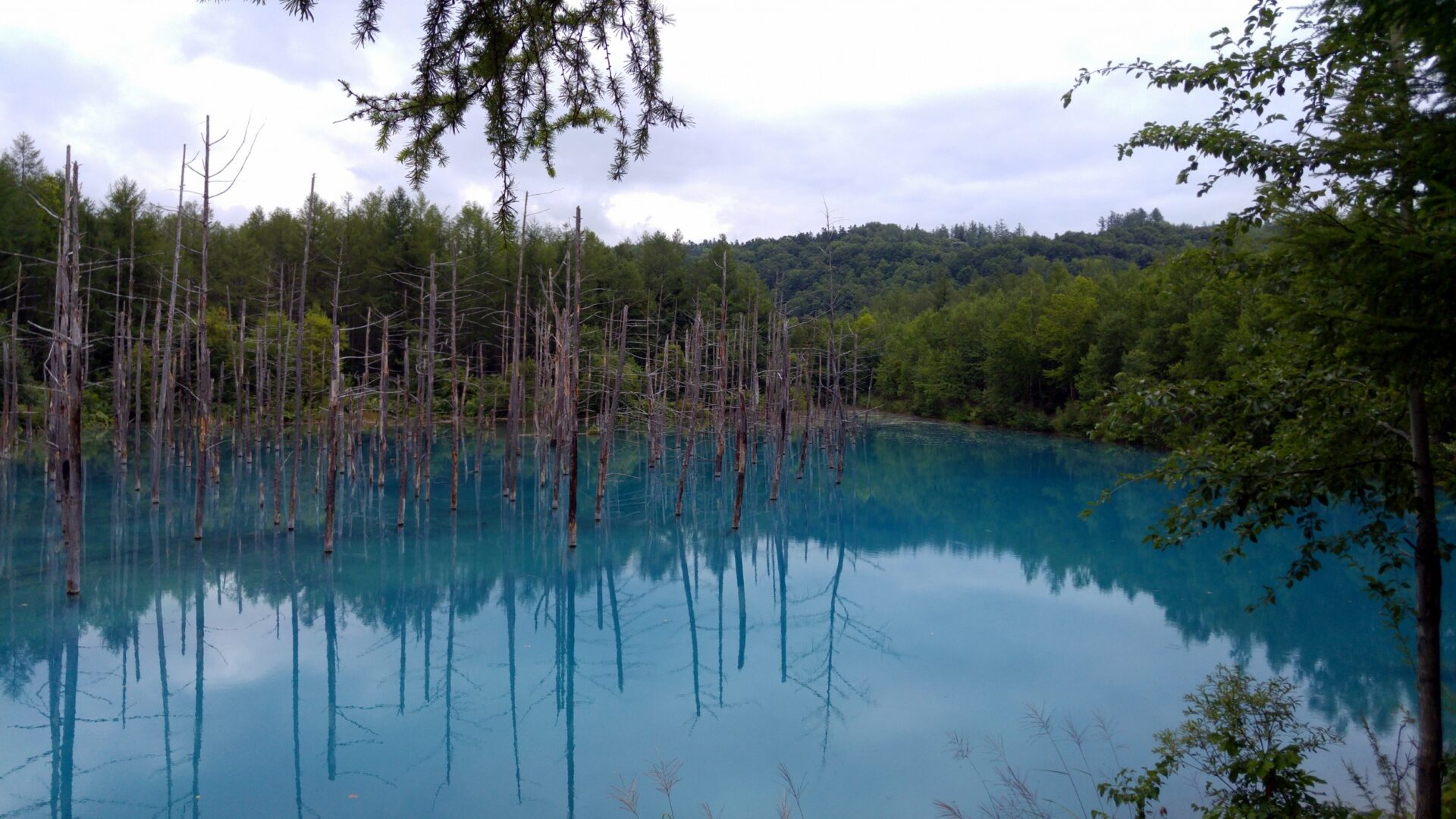 Blue Pond Aoiike : Biei Hokkaido | Visions of Travel